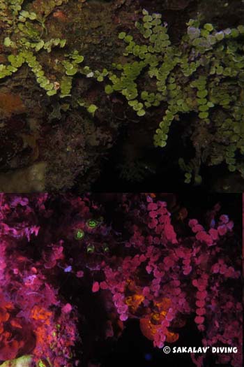 algues halimeda en plongée de nuit fluo à Nosy Be